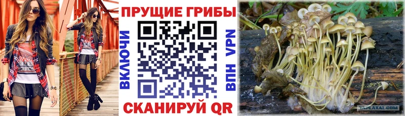 закладки Заринск Галлюциногенные грибы мицелий